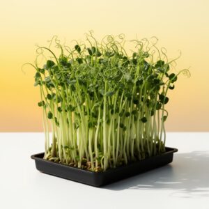 Wheatgrass Deluxe DIY Grow Kit